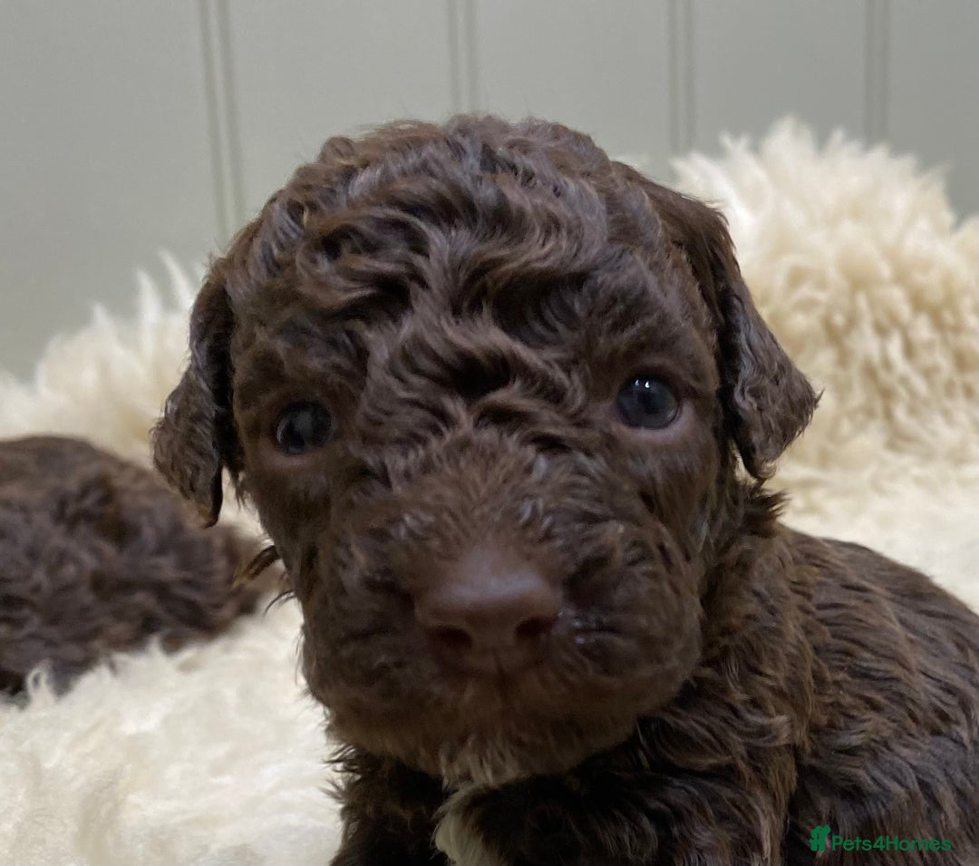 Lagotto Romagnolo dogs for sale: Lagotto romagnolo Puppies  - Advert 1