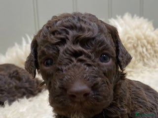 Lagotto Romagnolo dogs Lagotto romagnolo Puppies - Advert 1