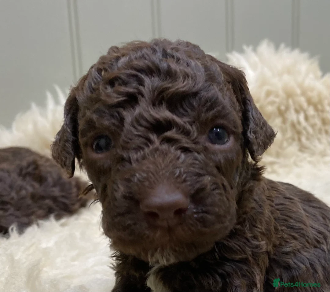 Lagotto Romagnolo dogs for sale: Lagotto romagnolo Puppies  - Advert 18