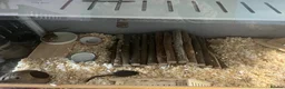Gerbil rodents for sale: Gerbils (FEMALE) x2 in Thetford - Advert 7