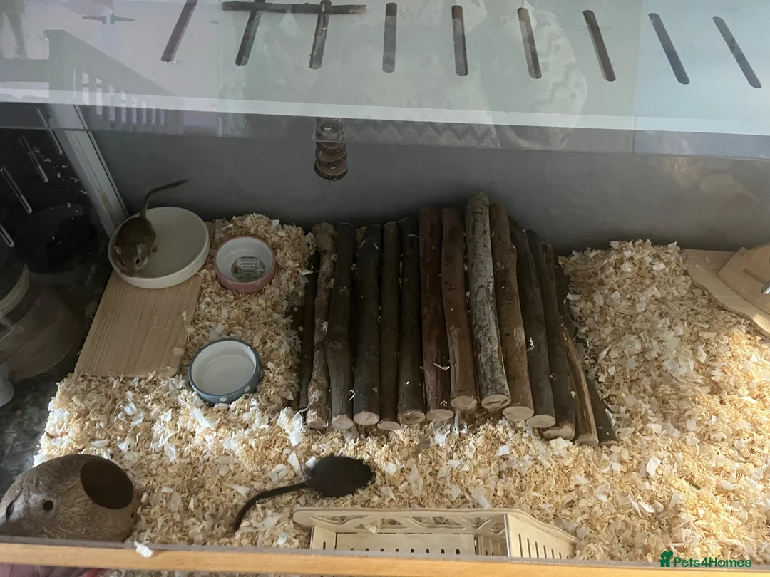 Gerbil rodents for sale: Gerbils (FEMALE) x2 in Thetford - Advert 7