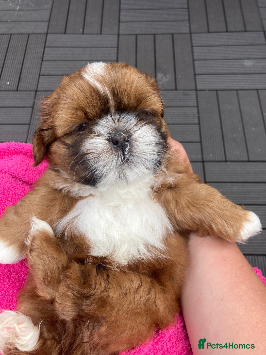 Shih Tzu dogs for sale: TOP KC reg Shih Tzu puppies - Image 19
