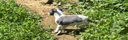 Whippet dogs for sale: KC registered whippet puppies  - Advert 4