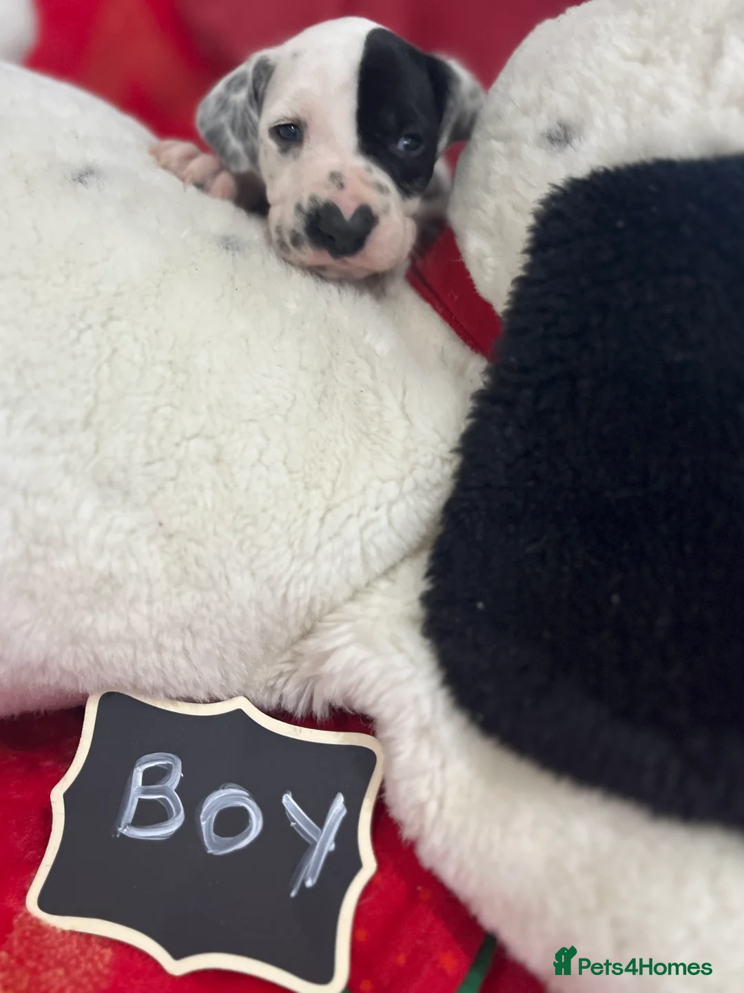 Dalmatian dogs for sale: Last boys looking for homes full hearing - Advert 12