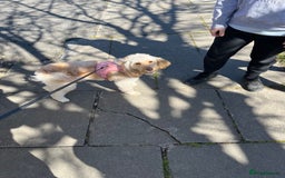 Cockapoo dogs for sale: New home needed for Priya  - Image 3