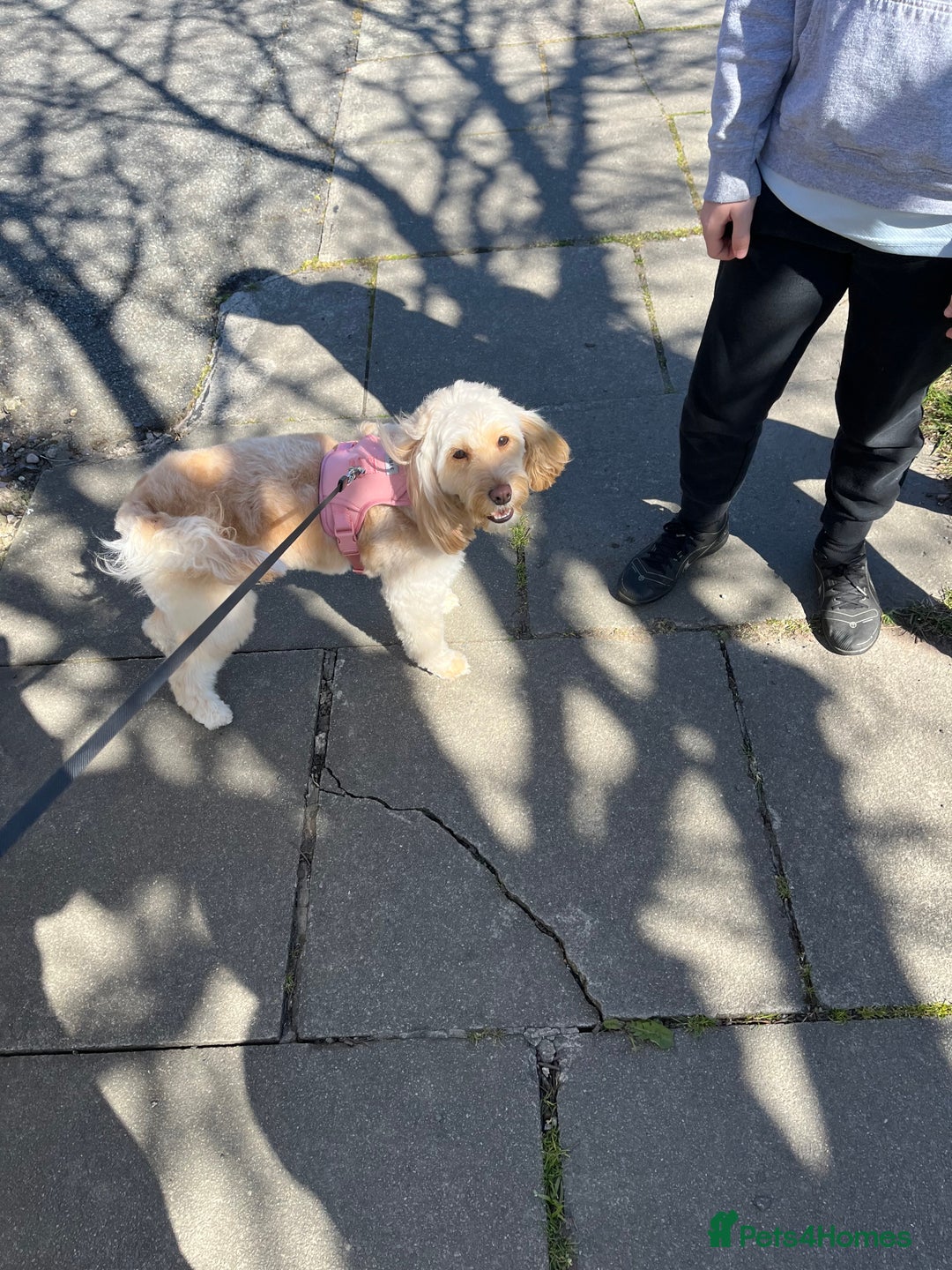 Cockapoo dogs for sale: New home needed for Priya  - Image 3