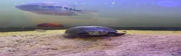 Turtle reptiles for sale: Two male musk turtles  - Advert 6