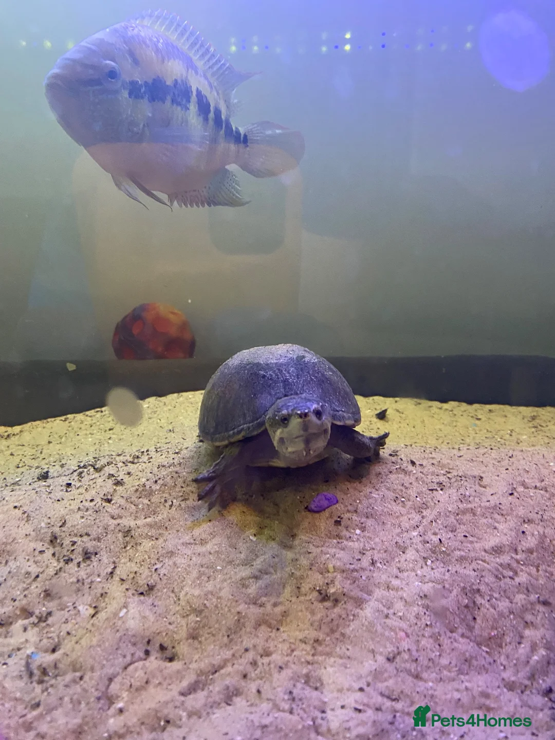 Turtle reptiles for sale: Two male musk turtles  - Advert 6