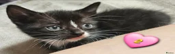 Domestic Shorthair cats for sale: Beautiful Kittens 😸  - Advert 3