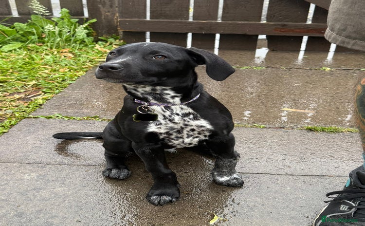 Mixed Breed dogs - Advert 1