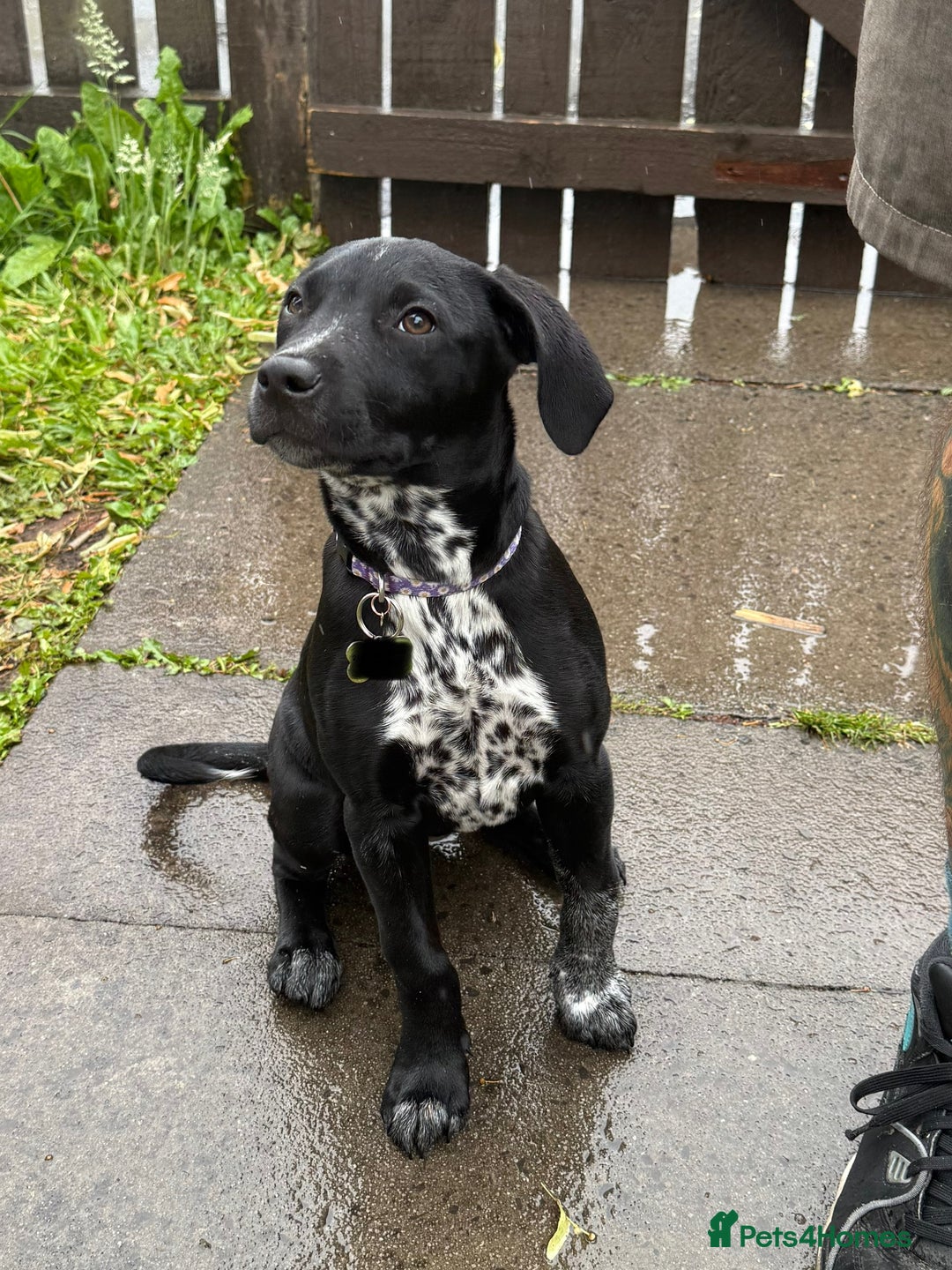 Mixed Breed dogs for sale: 12 week old female Dalmatian cross - Image 1