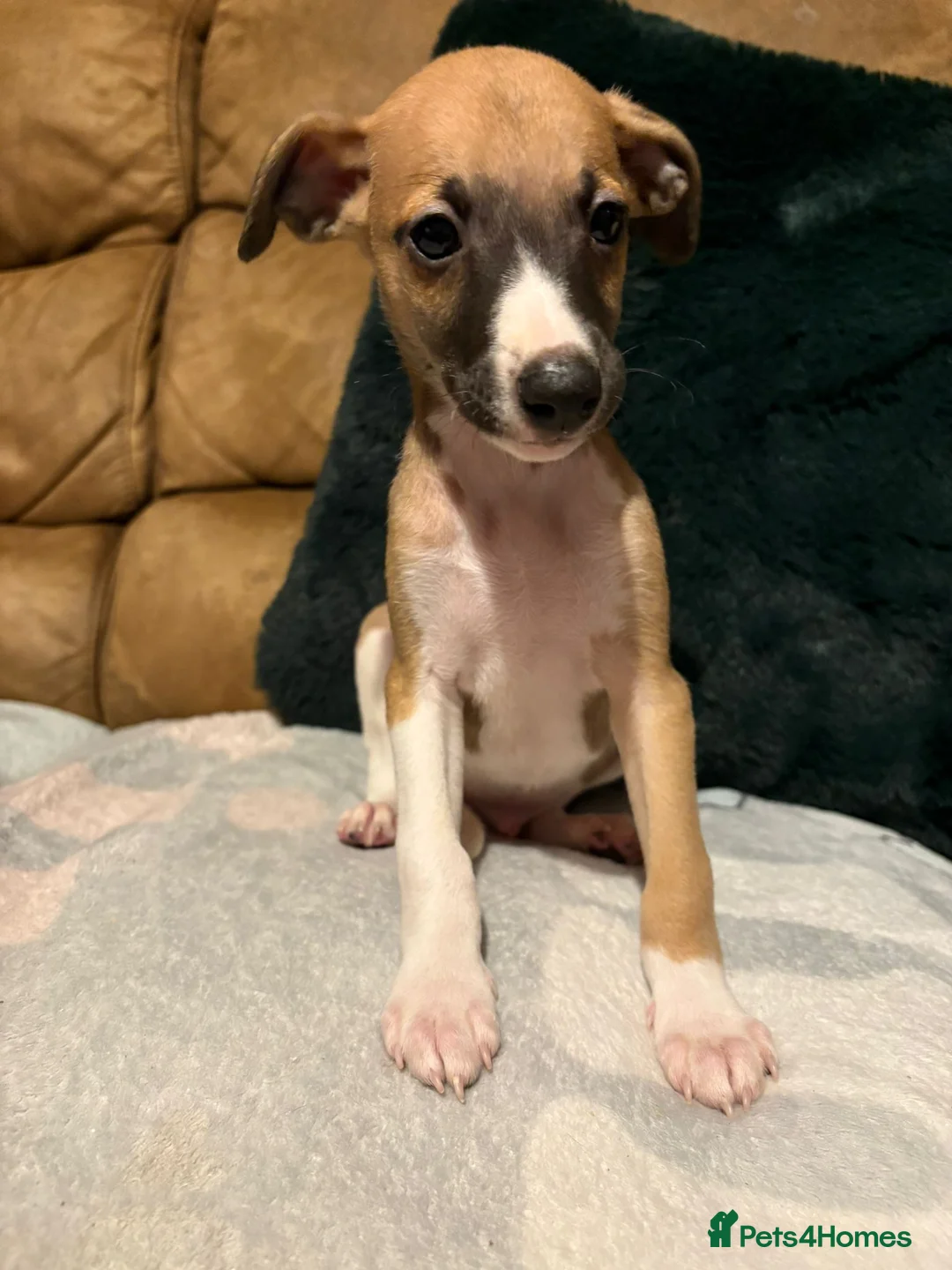 Whippet dogs for sale: Stunning Whippet Puppies 1 Girl & 6 Boys - Advert 8