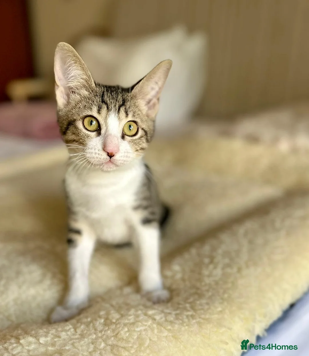 Mixed Breed cats for adoption: Pair of Kittens for Indoor Adoption Together - Advert 7