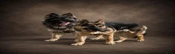 German Shepherd dogs for stud: Harvonock's King Koda @ stud - Advert 5