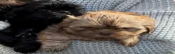 Shih Tzu dogs for sale: Stunning pedigree Imperial Shih Tzu Puppies - Advert 5