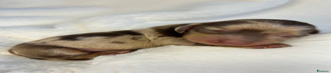 Puppy 1