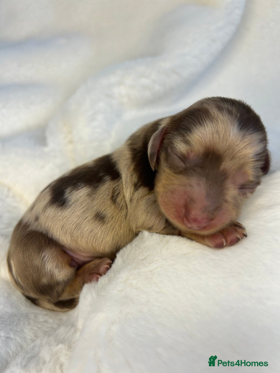 Miniature Dachshund dogs for sale: 🤍🐾 Stunning long haired litter 🐾🤍 - Image 14