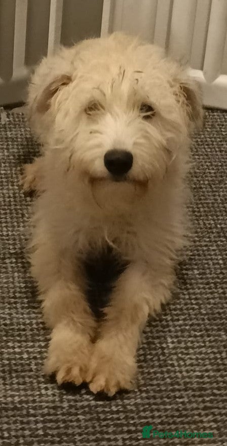 Soft Coated Wheaten Terrier dogs Soft coated wheaten terriers  - Advert 1