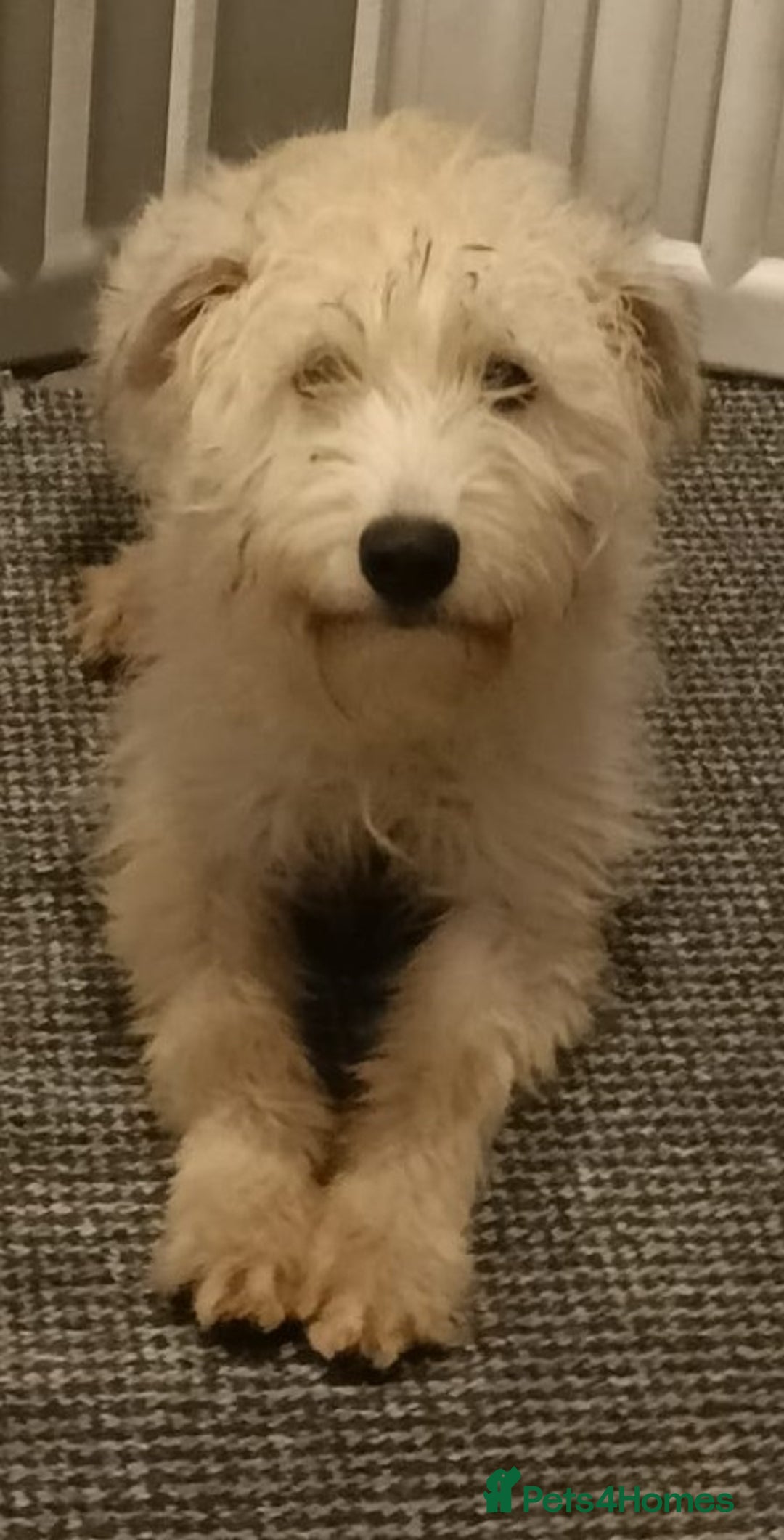 Soft Coated Wheaten Terrier dogs for sale: Soft coated wheaten terriers  - Advert 1