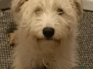 Soft Coated Wheaten Terrier dogs Soft coated wheaten terriers - Advert 7