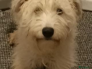 Soft Coated Wheaten Terrier dogs Soft coated wheaten terriers - Advert 1