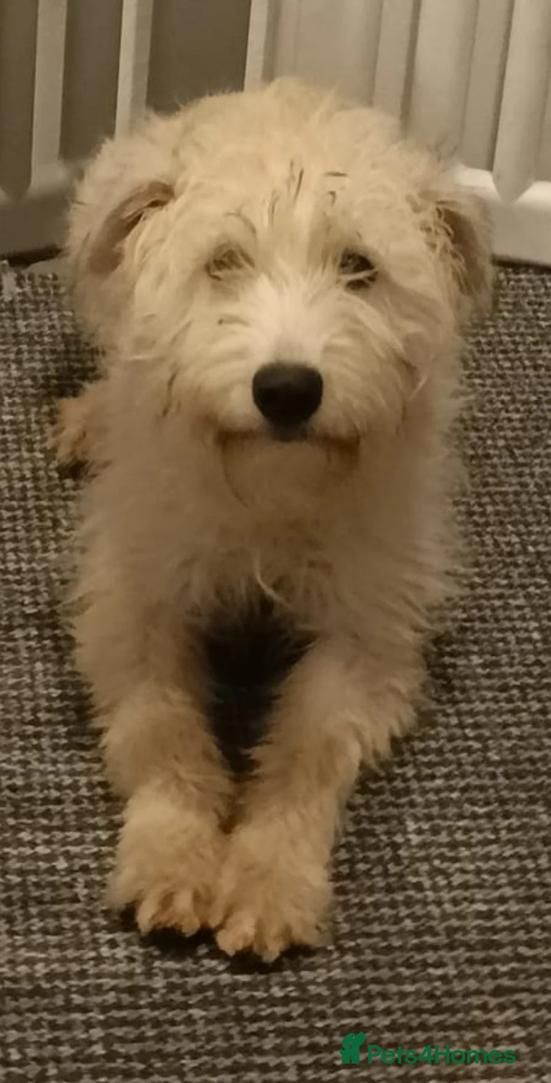 Soft Coated Wheaten Terrier dogs for sale: Soft coated wheaten terriers  - Advert 1