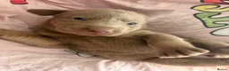 Labrador Retriever dogs for sale: Beautiful lab Puppys  - Advert 6