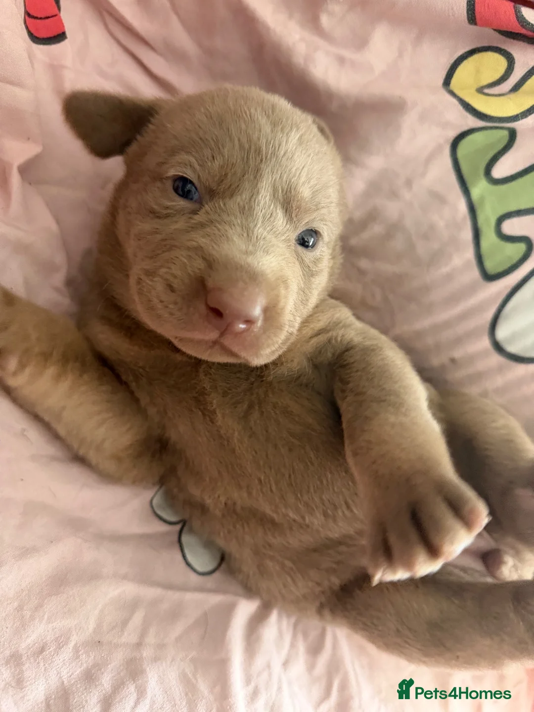 Labrador Retriever dogs for sale: Beautiful lab Puppys  - Advert 6