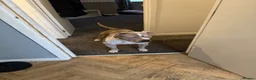 American Bully dogs for sale: Skye - American Bully.  in Manchester - Advert 7