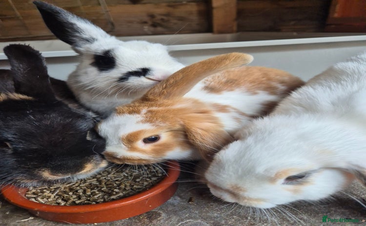 Mini Lop rabbits - Advert 8