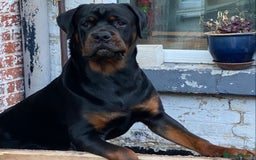 Rottweiler dogs for sale: Male Rottweiler- 10 months old - Image 1