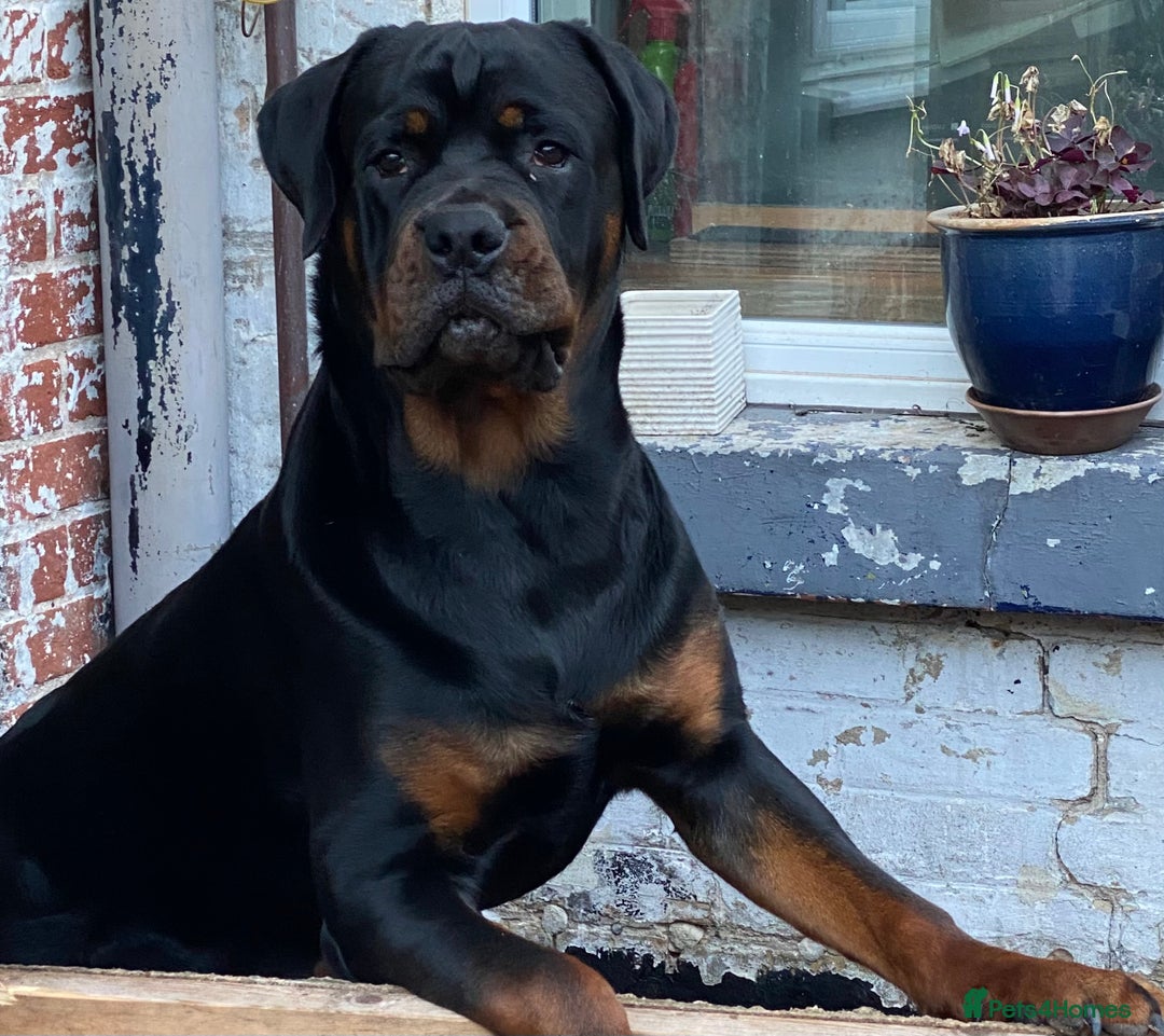 Rottweiler dogs for sale: Male Rottweiler- 10 months old - Image 1