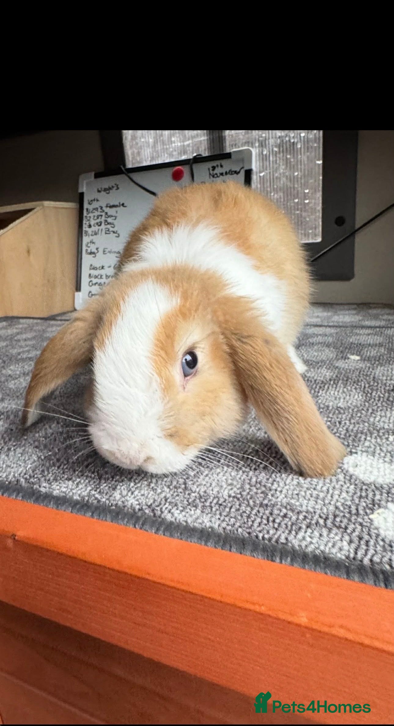 Mini Lop rabbits Mini Lops Vienna Gene 2 Male left - Advert 12