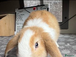 Mini Lop rabbits Mini Lops Vienna Gene 2 Male left - Advert 12