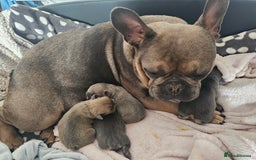 French Bulldog dogs for sale: 3 beautiful little time wasters  - Image 5