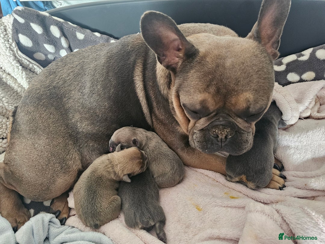French Bulldog dogs for sale: 3 beautiful little time wasters  - Image 5