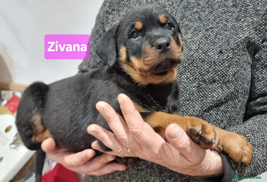 Rottweiler dogs for sale: ONLY 1 BOY LEFT Champion Bloodline KC Rottweilers - Advert 16