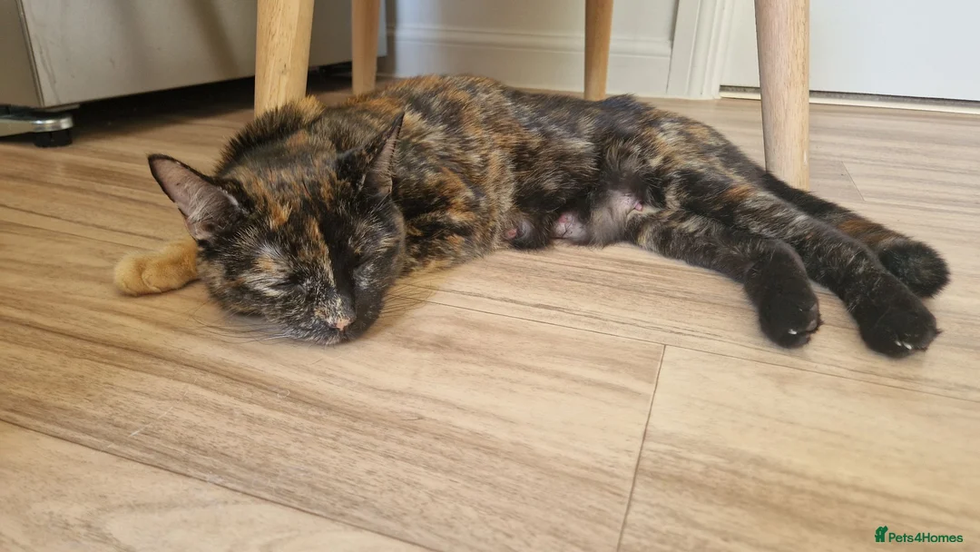 British Shorthair cats for sale: 😸 British Shorthair Kittens Ready to Reserve 😸  - Advert 1