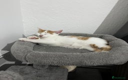 Mixed Breed cats for sale: orange and white kitten for sale  - Image 8