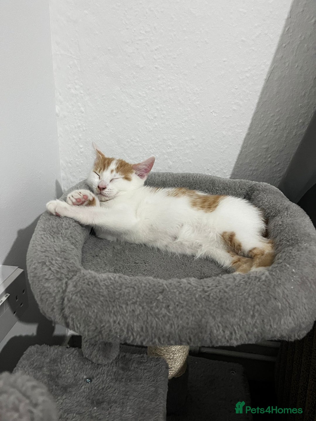 Mixed Breed cats for sale: orange and white kitten for sale  - Image 8
