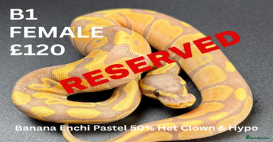 Python Snake reptiles - Advert 2