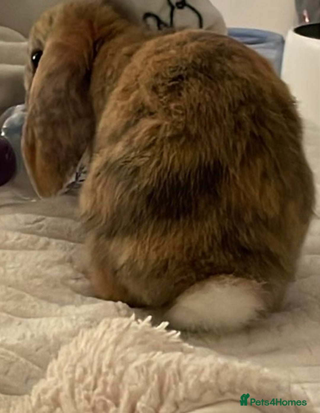 Mini Lion Lop rabbits for sale: 2 female lion x lops mix bunnies with hutch - Advert 1