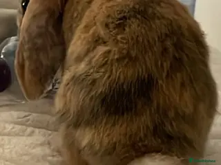 Mini Lion Lop rabbits 2 female lion x lops mix bunnies with hutch - Advert 19