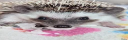Pygmy Hedgehog rodents for sale: Gorgeous Reduced Hoglets available NOW!!!! - Advert 8