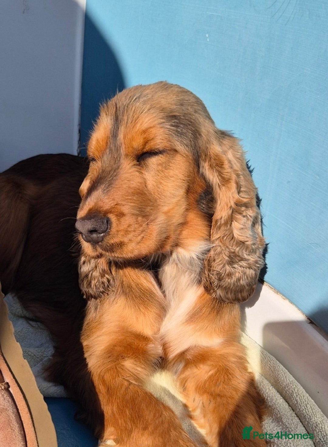 Cocker Spaniel dogs for sale: 2 stunning Cocker Spaniel bitch puppies available - Advert 2