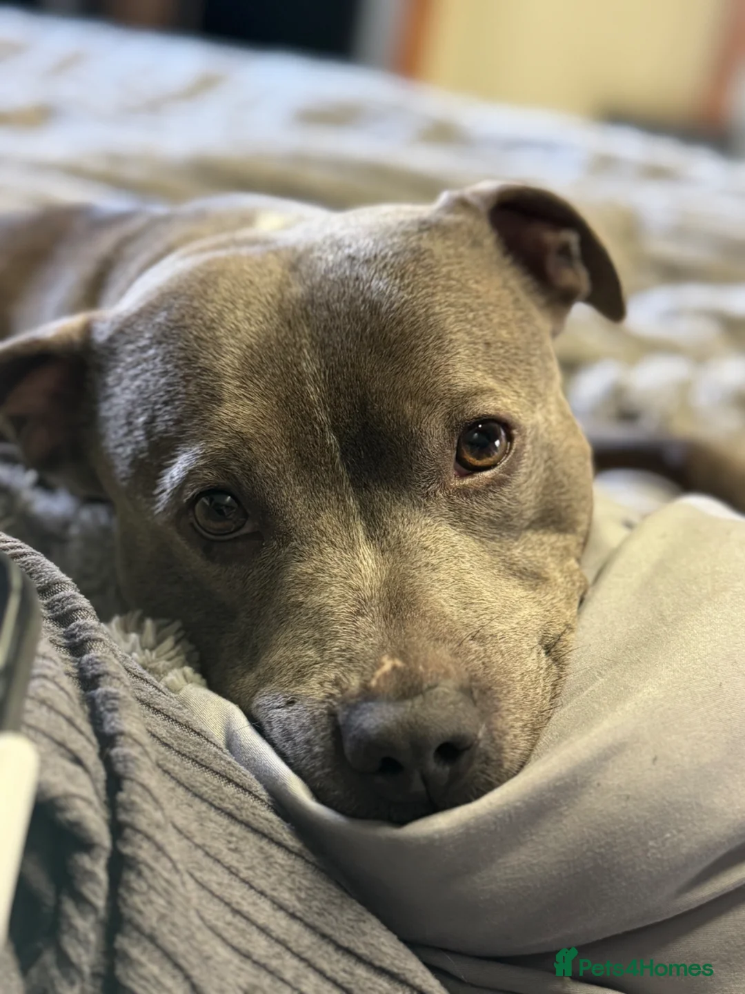 Staffordshire Bull Terrier dogs for sale: Male 6 year old Staffordshire bull terrier  - Advert 3