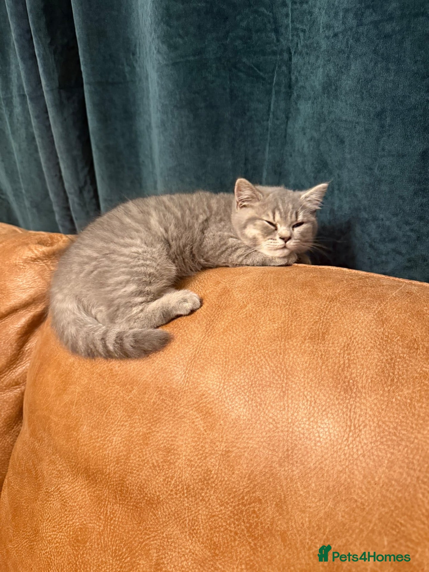 British Shorthair cats British Shorthair kittens for sale  - Advert 2