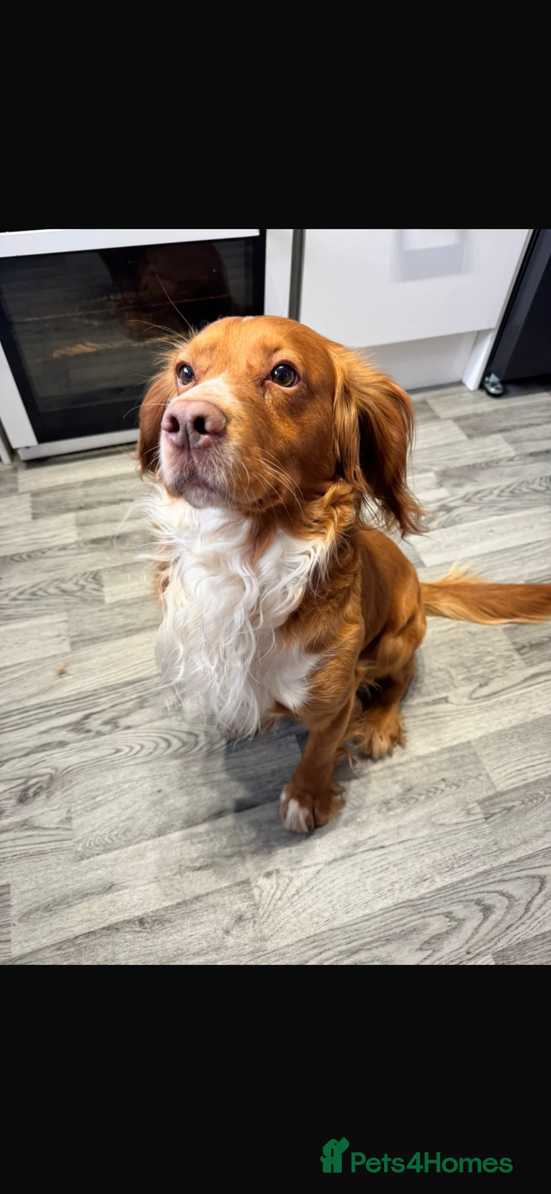 Cocker Spaniel dogs for sale: cocker spaniel beautiful rare colour - Advert 1