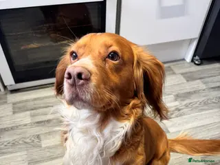 Cocker Spaniel dogs cocker spaniel beautiful rare colour - Advert 1