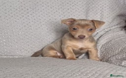 Jack Russell dogs for sale: Miniature jack Russell's only 3 available now - Image 20